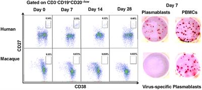 Phenotypic Characterization of Chinese Rhesus Macaque Plasmablasts for Cloning Antigen-Specific Monoclonal Antibodies